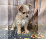 Small #5 Chorkie-Yorkshire Terrier Mix