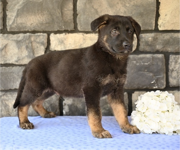Medium Photo #5 German Shepherd Dog Puppy For Sale in MILLERSBURG, OH, USA