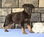 Small #4 German Shepherd Dog