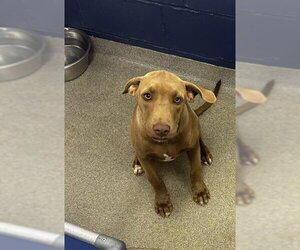 Labrador Retriever-Unknown Mix Dogs for adoption in Sterling, MA, USA