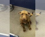 Maple 5mo (AVA 10/28) - Female Labrador Retriever-Unknown Mix Dog for Adoption - Small photo