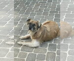 Small #7 Golden Retriever Mix