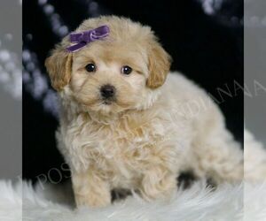 Maltipoo Puppy for sale in WARSAW, IN, USA