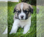 Image preview for Ad Listing. Nickname: Copper