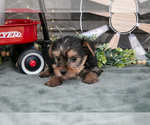Small Photo #15 Yorkshire Terrier Puppy For Sale in MONROE, IN, USA