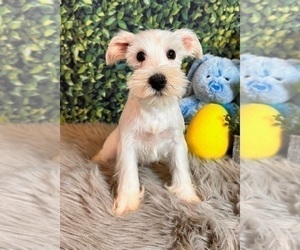 Schnauzer (Miniature) Dog for Adoption in INDIANAPOLIS, Indiana USA
