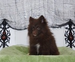 Small Photo #8 Pomsky Puppy For Sale in RAMONA, CA, USA