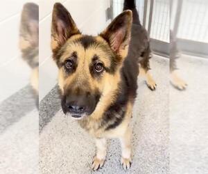 German Shepherd Dog Dogs for adoption in Houston, TX, USA
