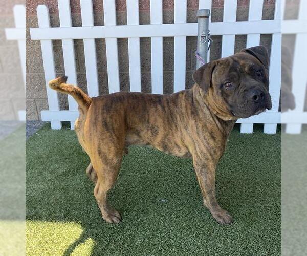 Medium Photo #1 Mutt Puppy For Sale in Modesto, CA, USA