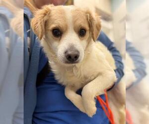 Mutt Dogs for adoption in Fort Collins, CO, USA