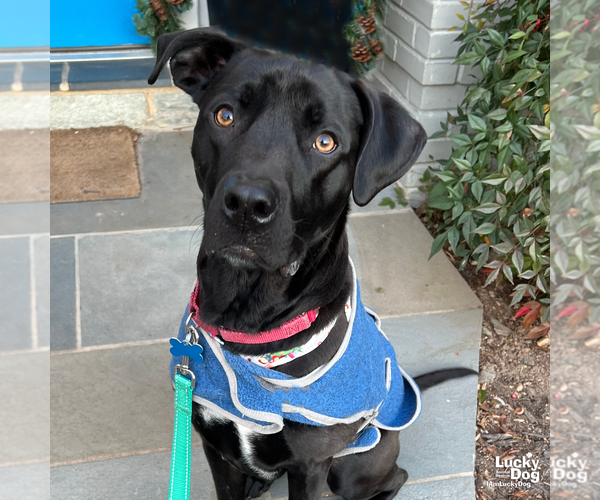 Medium Photo #4 Labrador Retriever-Unknown Mix Puppy For Sale in Washington, DC, USA