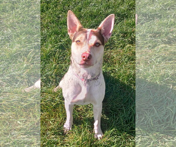 Medium Photo #3 Mutt Puppy For Sale in Polson, MT, USA