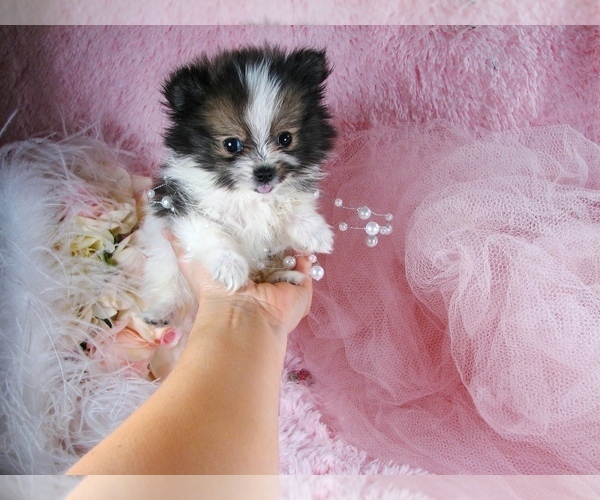 Medium Photo #4 Pomeranian Puppy For Sale in PEMBROKE PINES, FL, USA