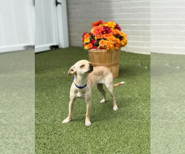 Medium Photo #4 Chihuahua Puppy For Sale in Canton, CT, USA