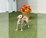 Small #3 Chihuahua
