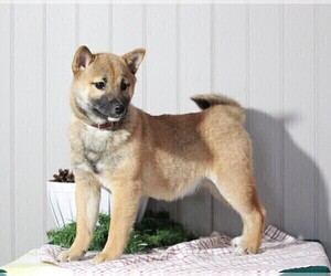 Shiba Inu Puppy for sale in FREDERICKSBG, OH, USA