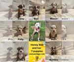 Small #7 American Pit Bull Terrier Mix