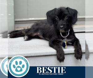 Mutt Dogs for adoption in Kimberton, PA, USA