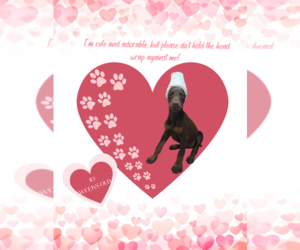 Doberman Pinscher Puppy for sale in COLUMBIA, SC, USA