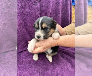 Alaskan Husky-German Shepherd Dog Mix Dogs for adoption in OTHELLO, WA, USA