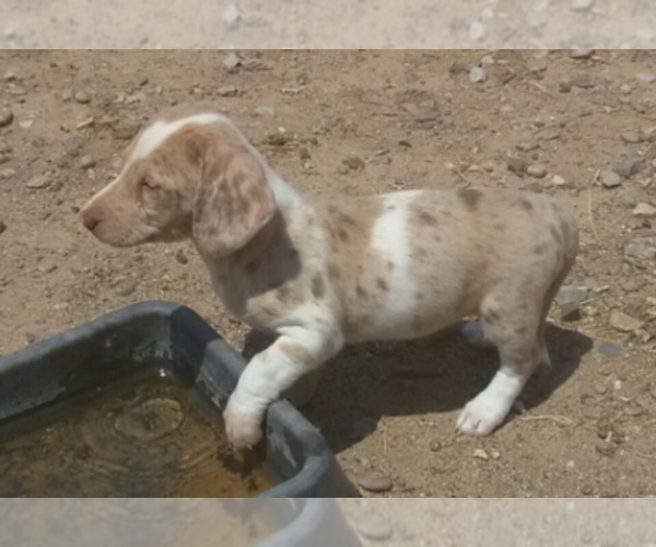 Medium Photo #1 Dachshund Puppy For Sale in BELEN, NM, USA