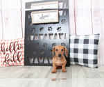 Small Photo #2 Dachshund Puppy For Sale in MARIETTA, GA, USA