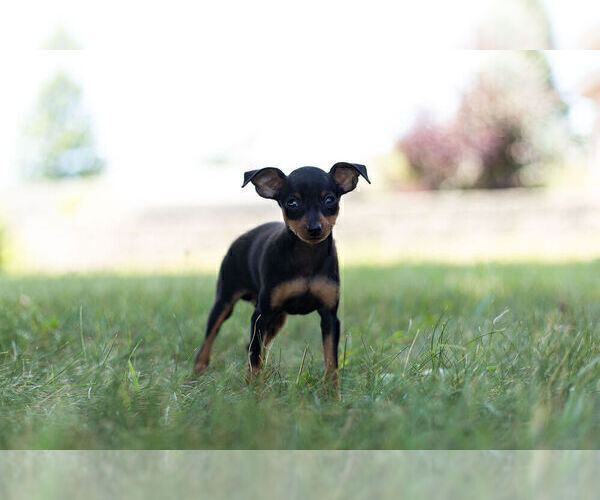 Medium Photo #4 Miniature Pinscher Puppy For Sale in WARSAW, IN, USA
