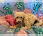 Small Photo #10 Miniature Bernedoodle Puppy For Sale in LEETONIA, OH, USA