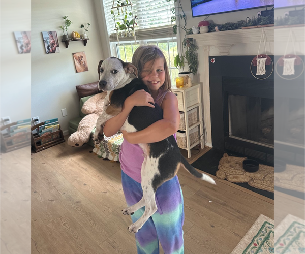 Medium Photo #3 Mutt Puppy For Sale in Holly Springs, NC, USA