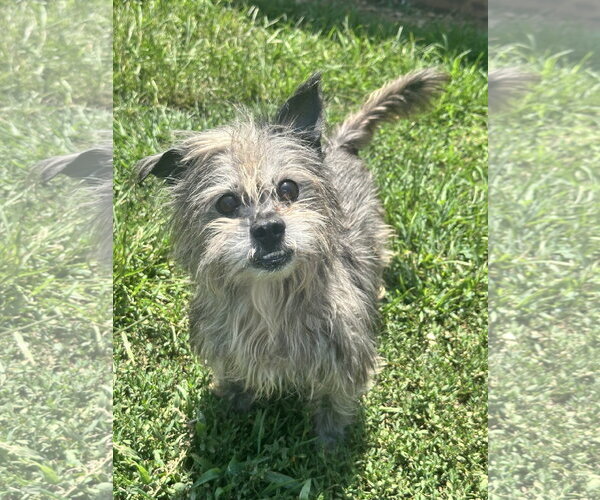 Medium Photo #4 Mutt Puppy For Sale in Pacolet, SC, USA