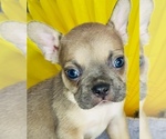 Small Photo #6 French Bulldog Puppy For Sale in RIALTO, CA, USA