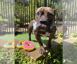 Small #2 American Staffordshire Terrier-Bulldog Mix