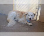 Small #2 Great Pyrenees Mix
