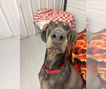 Small #6 Doberman Pinscher