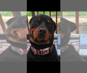 Mother of the Rottweiler puppies born on 05/11/2026
