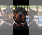 Small Photo #1 Rottweiler Puppy For Sale in LAWRENCEBURG, IN, USA