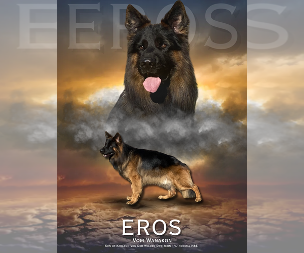 Medium Photo #1 German Shepherd Dog Puppy For Sale in WILDOMAR, CA, USA
