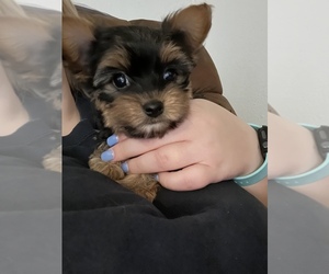 Yorkshire Terrier Puppy for sale in CORSICANA, TX, USA