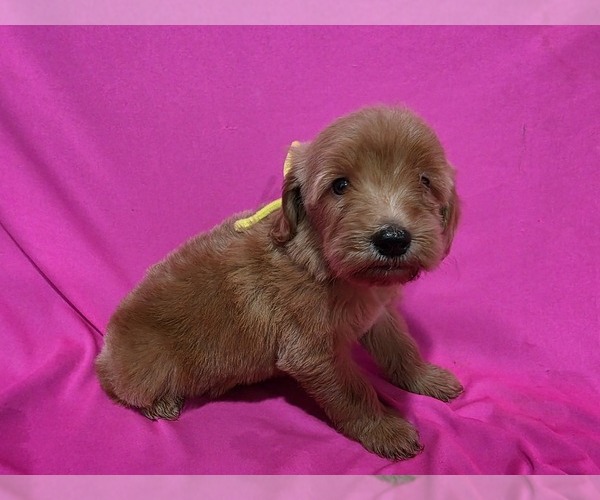 Medium Photo #1 Goldendoodle Puppy For Sale in DUBLIN, TX, USA