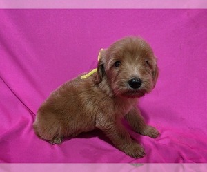 Goldendoodle Puppy for sale in DUBLIN, TX, USA