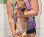 Small #3 Australian Shepherd Mix