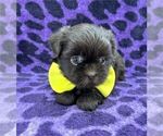 Small #35 Shih Tzu
