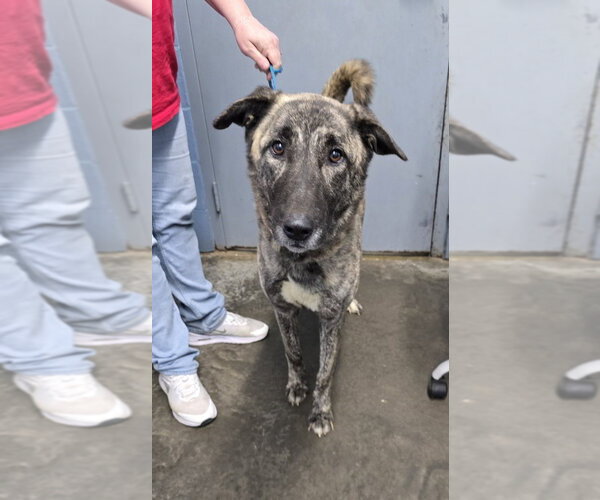 Medium Photo #2 Mutt Puppy For Sale in Evansville, IN, USA