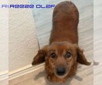 Small #4 Dachshund
