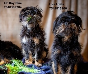 Father of the Brussels Griffon puppies born on 06/05/2022