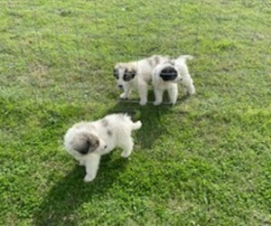 Anatolian Shepherd-Great Pyrenees Mix Puppy for sale in AUSTIN, TX, USA