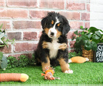 Small #10 Bernese Mountain Dog