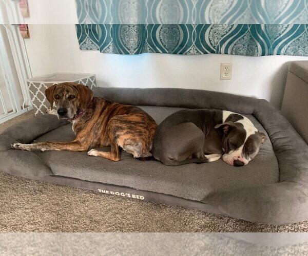 Medium Photo #10 Mutt Puppy For Sale in Fort Collins, CO, USA