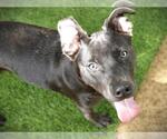 Small #1 Labrador Retriever Mix