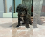 Puppy Blue Aussiedoodle